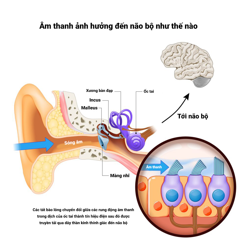 Tác động của âm thanh nhẹ nhàng đến tâm trạng con người